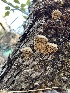 ( - HAY-F-004226)  @11 [ ] by-nc (2023) Jaren Hockert Fungal Diversity Survey