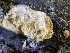  ( - HAY-F-004338)  @11 [ ] by-nc (2023) Jaren Hockert Fungal Diversity Survey