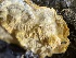  ( - HAY-F-004338)  @11 [ ] by-nc (2023) Jaren Hockert Fungal Diversity Survey