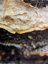  ( - HAY-F-004338)  @11 [ ] by-nc (2023) Jaren Hockert Fungal Diversity Survey