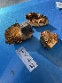  (Lactarius sp. resimus-PNW08 - HAY-F-006430)  @11 [ ] by-nc (2023) Damon Tighe Fungal Diversity Survey