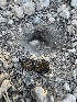  ( - HAY-F-006431)  @11 [ ] by-nc (2023) Damon Tighe Fungal Diversity Survey