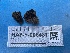  ( - HAY-F-006431)  @11 [ ] by-nc (2023) Damon Tighe Fungal Diversity Survey