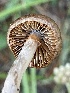  ( - HAY-F-006434)  @11 [ ] by-nc (2023) Damon Tighe Fungal Diversity Survey