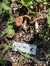  ( - HAY-F-006437)  @11 [ ] by-nc (2023) Damon Tighe Fungal Diversity Survey