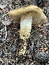  ( - HAY-F-006457)  @11 [ ] by-nc (2023) Damon Tighe Fungal Diversity Survey