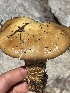  ( - HAY-F-006457)  @11 [ ] by-nc (2023) Damon Tighe Fungal Diversity Survey