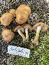  (Hebeloma pungens - HAY-F-006448)  @11 [ ] by-nc (2023) Damon Tighe Fungal Diversity Survey