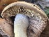  ( - HAY-F-006448)  @11 [ ] by-nc (2023) Damon Tighe Fungal Diversity Survey