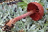  (Cortinarius sierraensis - HAY-F-006453)  @11 [ ] by-nc (2023) Damon Tighe Fungal Diversity Survey