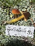  (Hygrocybe sp. conica-PNW22 - HAY-F-006452)  @11 [ ] by-nc (2023) Damon Tighe Fungal Diversity Survey