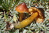  ( - HAY-F-006452)  @11 [ ] by-nc (2023) Damon Tighe Fungal Diversity Survey