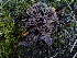  (Thelephora sp. scissilis-MI01 - HAY-F-003908)  @11 [ ] by-nc (2023) Grace Stark Fungal Diversity Survey