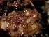  ( - HAY-F-003909)  @11 [ ] by-nc (2023) Grace Stark Fungal Diversity Survey
