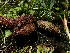  ( - HAY-F-003909)  @11 [ ] by-nc (2023) Grace Stark Fungal Diversity Survey