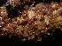 (Ascobolus - HAY-F-003909)  @11 [ ] by-nc (2023) Grace Stark Fungal Diversity Survey