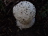  ( - HAY-F-003894)  @11 [ ] by-nc (2023) Grace Stark Fungal Diversity Survey