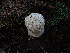  ( - HAY-F-003894)  @11 [ ] by-nc (2023) Grace Stark Fungal Diversity Survey