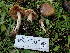  ( - HAY-F-003782)  @11 [ ] by-nc (2023) Grace Stark Fungal Diversity Survey