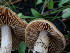  ( - HAY-F-003782)  @11 [ ] by-nc (2023) Grace Stark Fungal Diversity Survey