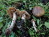  ( - HAY-F-003782)  @11 [ ] by-nc (2023) Grace Stark Fungal Diversity Survey
