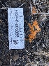  ( - HAY-F-003889)  @11 [ ] by-nc (2023) Grace Stark Fungal Diversity Survey