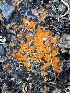  ( - HAY-F-003889)  @11 [ ] by-nc (2023) Grace Stark Fungal Diversity Survey