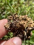  ( - HAY-F-003912)  @11 [ ] by-nc (2023) Grace Stark Fungal Diversity Survey