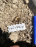  ( - HAY-F-003912)  @11 [ ] by-nc (2023) Grace Stark Fungal Diversity Survey