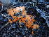 ( - HAY-F-003889)  @11 [ ] by-nc (2023) Grace Stark Fungal Diversity Survey