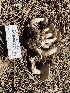  ( - HAY-F-003933)  @11 [ ] by-nc (2023) Grace Stark Fungal Diversity Survey