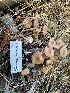  ( - HAY-F-003846)  @11 [ ] by-nc (2023) Grace Stark Fungal Diversity Survey