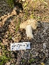  ( - HAY-F-003847)  @11 [ ] by-nc (2023) Grace Stark Fungal Diversity Survey