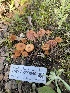  ( - HAY-F-003849)  @11 [ ] by-nc (2023) Grace Stark Fungal Diversity Survey