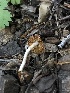  (Conocybe sp. CA09 - HAY-F-006024)  @11 [ ] by-nc (2023) Dean Lyons Fungal Diversity Survey