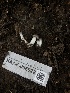  ( - HAY-F-006022)  @11 [ ] by-nc (2023) Dean Lyons Fungal Diversity Survey