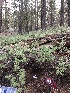  (Tricholoma moseri - HAY-F-006022)  @11 [ ] by-nc (2023) Dean Lyons Fungal Diversity Survey