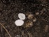  ( - HAY-F-005987)  @11 [ ] by-nc (2023) Dean Lyons Fungal Diversity Survey