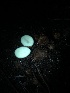  ( - HAY-F-005987)  @11 [ ] by-nc (2023) Dean Lyons Fungal Diversity Survey