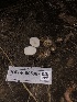  ( - HAY-F-005987)  @11 [ ] by-nc (2023) Dean Lyons Fungal Diversity Survey