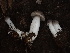  ( - HAY-F-006022)  @11 [ ] by-nc (2023) Dean Lyons Fungal Diversity Survey