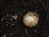  ( - HAY-F-006021)  @11 [ ] by-nc (2023) Dean Lyons Fungal Diversity Survey