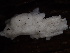  (Oligoporus - HAY-F-005989)  @11 [ ] by-nc (2023) Dean Lyons Fungal Diversity Survey
