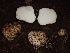  ( - HAY-F-005992)  @11 [ ] by-nc (2023) Dean Lyons Fungal Diversity Survey