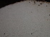  ( - HAY-F-005992)  @11 [ ] by-nc (2023) Dean Lyons Fungal Diversity Survey