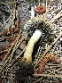  ( - HAY-F-005995)  @11 [ ] by-nc (2023) Dean Lyons Fungal Diversity Survey