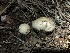  ( - HAY-F-005990)  @11 [ ] by-nc (2023) Dean Lyons Fungal Diversity Survey
