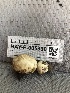 ( - HAY-F-005990)  @11 [ ] by-nc (2023) Dean Lyons Fungal Diversity Survey