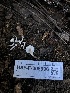  ( - HAY-F-005996)  @11 [ ] by-nc (2023) Dean Lyons Fungal Diversity Survey