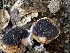  ( - HAY-F-001362)  @11 [ ] by-nc (2023) Aaron Tupac Fungal Diversity Survey